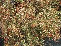 Sunrise Abelia